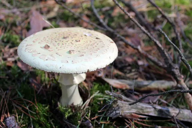 amanita phalloides emerging