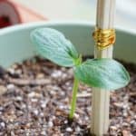 How To Grow Cucumber In A Pot