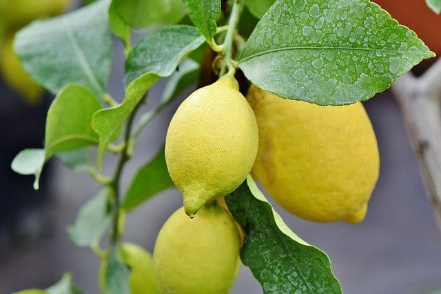 how to grow an indoor lemon tree