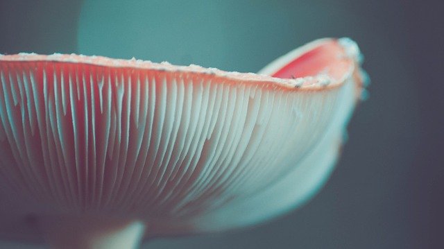 how do mushrooms reproduce