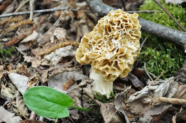 morel growing in forest place