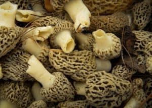 Morels showing hollow stems and caps attached to stem at base of caps