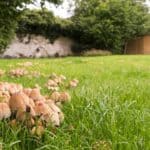 how to get rid of mushrooms on my lawn