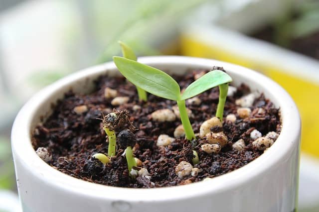 Plant sprouting from soil
