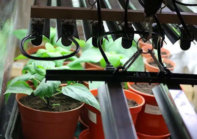 Best Indoor Plant Grow Lights
