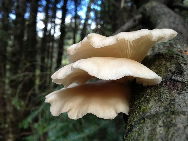 Oyster mushroom on tree