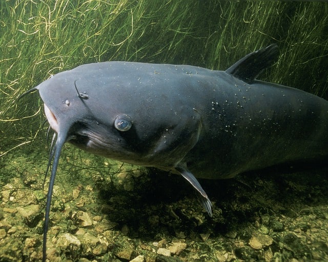 Can Channel Catfish Live with Koi? (12 Important Facts)