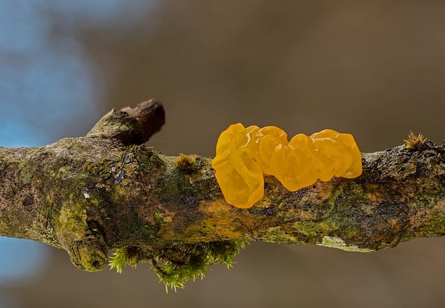 Can You Grow Mushrooms In A Terrarium? - Total Gardener