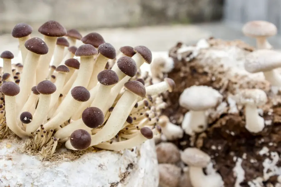 11 Mushroom Substrate Recipes (DIY Options That Work!)