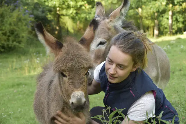 Miniature Donkey as Pets – 16 Facts You Need to Know