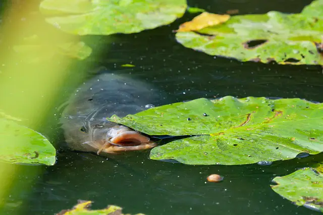 Catfish for Ponds FAQ: 19 Things to Know