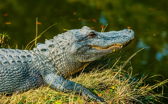 Pond Alligator FAQ: 13 Things to Know & What To Do!