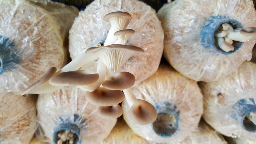 Harvest mushroom oysters bag