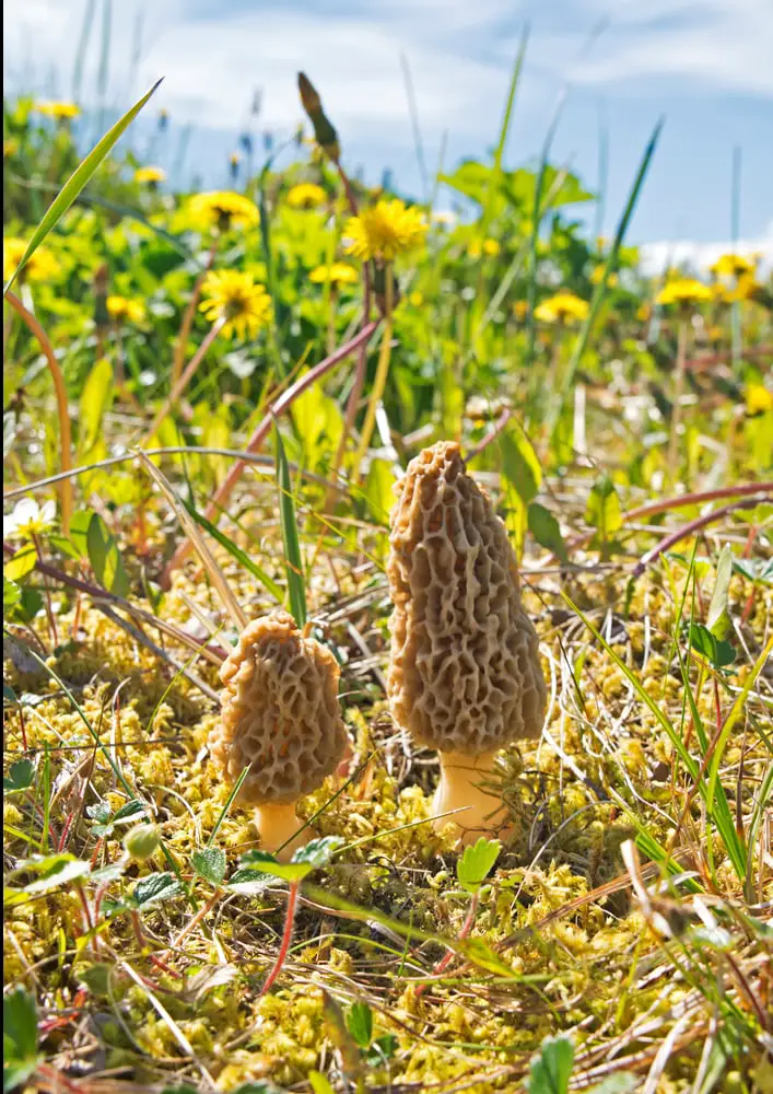 Where Is the Best Place to Find Morels in Missouri? (Solved & Explained