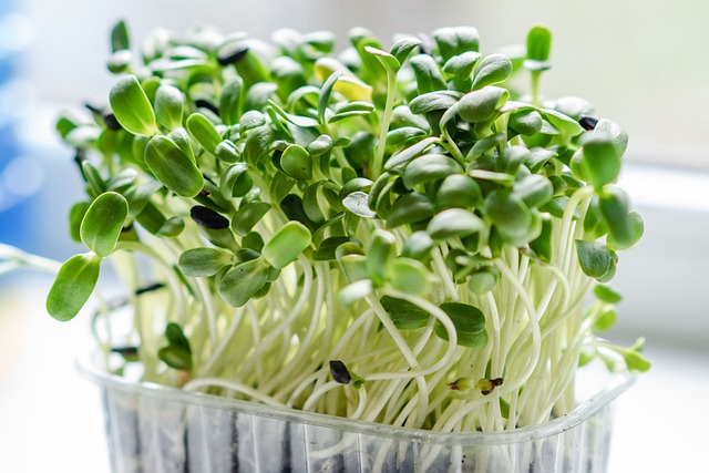 Can You Eat Broccoli Microgreens Solved And Explained 2023