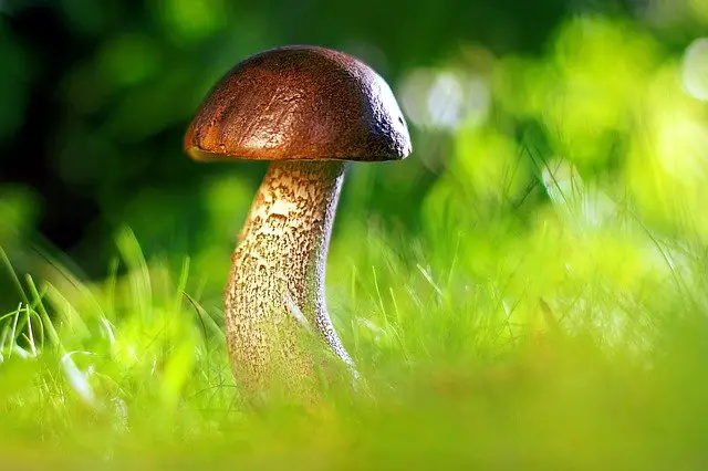 What Do Mushrooms Represent In The Bible Solved 2023 