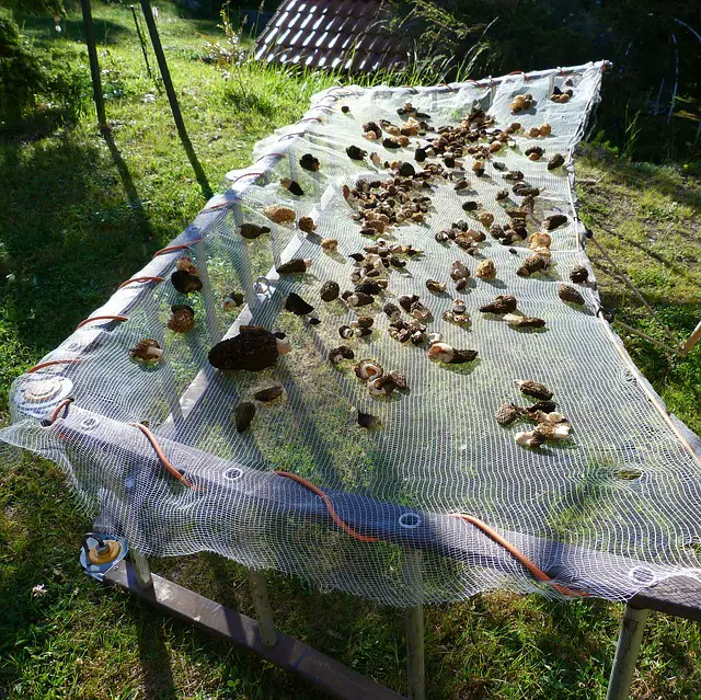 morels drying on net