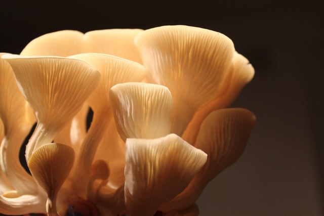 Oyster mushroom triggered to fruit
