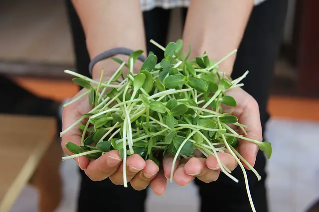 Can You Eat Sunflower Seed Microgreens?