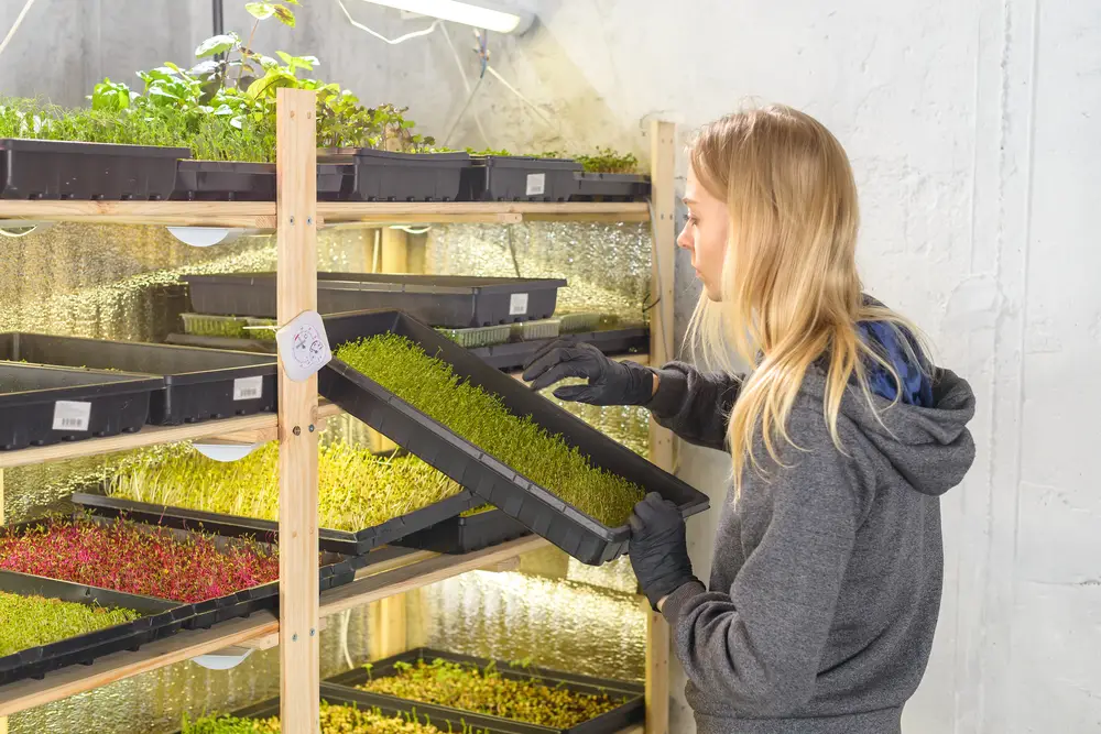 Woman prepping microgreens to sell