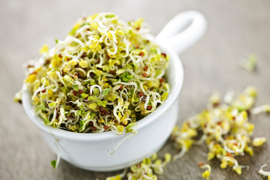 Daily dose of alfalfa sprouts