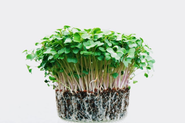 Green microgreens in soil