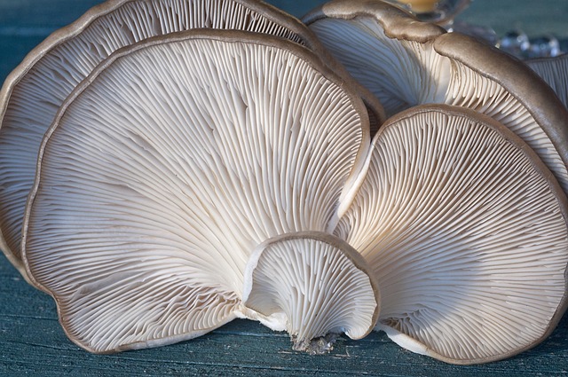 Oyster mushroom with increased fruiting
