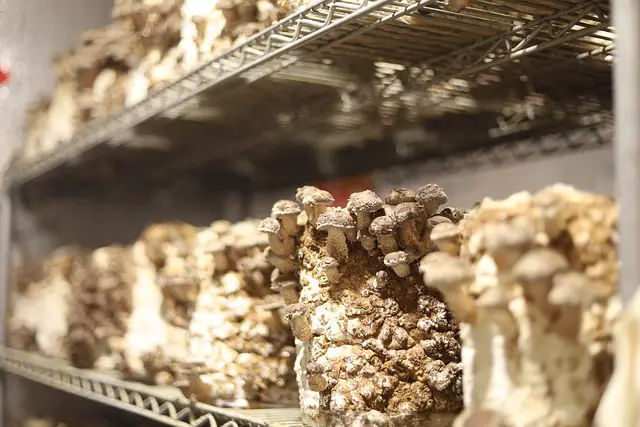 Oyster mushroom kits growing on shelf showing mycelium