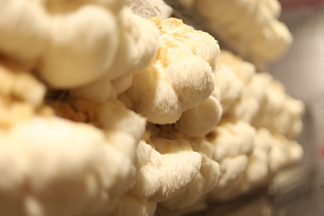 Lions mane growing on a shelf with ease