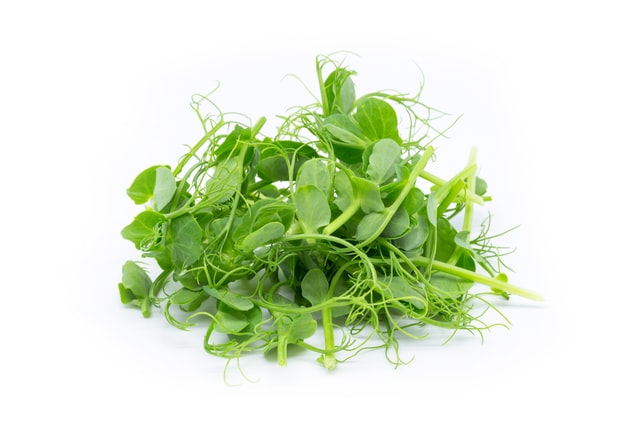 Sprouts and microgreens in a bundle