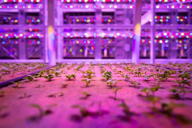 Microgreens growing under colorful LEDs