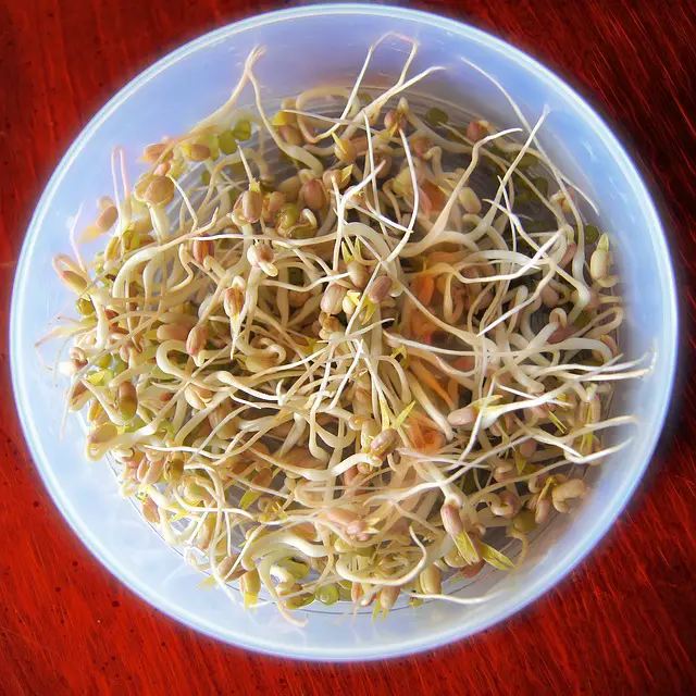 Can You Eat Raw Beansprouts?