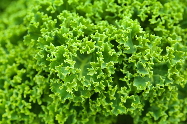 Kale regrowing microgreens