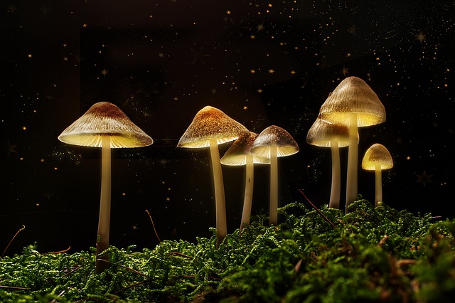 Does Mycelium Grow Faster in the Dark?