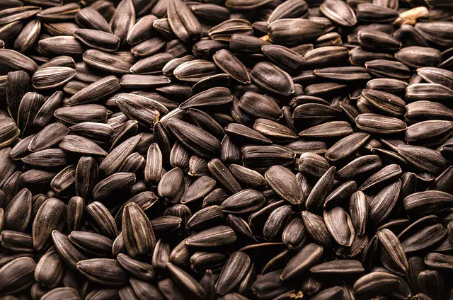 black oil sunflower seeds for microgreens