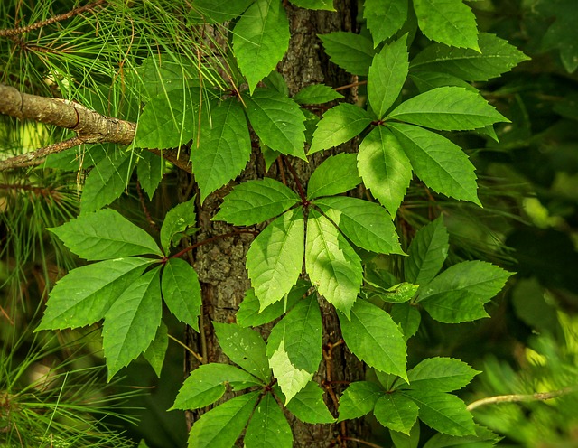 What’s The Difference Between Virginia Creeper And Ginseng?