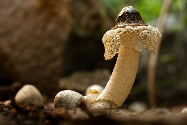 Stinkhorn mushroom next to puffball lookalikes