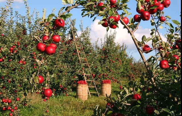 apples harvested in a high altitude orchard