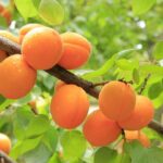 apricots ripening on the branch