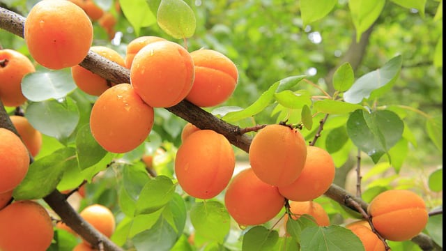 apricots ripening on the branch