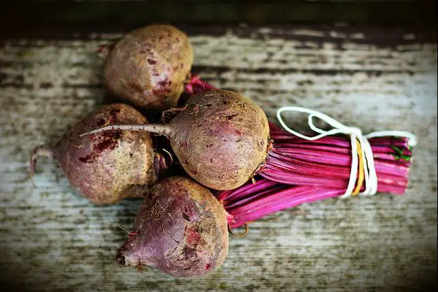 Beet roots growing at 10,000 feet high elevation