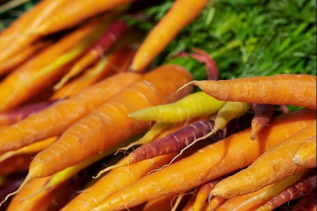 Carrots growing at 10,000 feet high elevation