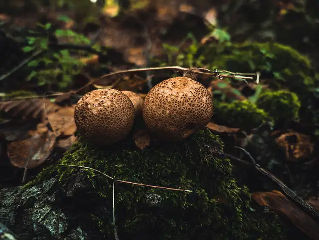 Common earthball mushroom
