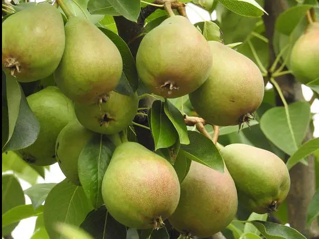 pears ready to harvest on the tree