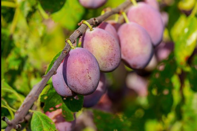 plums growing at high altitude