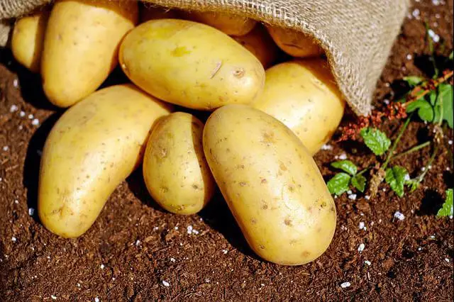 Potatoes growing at 10,000 feet high elevation