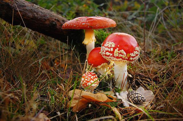 Amanita muscaria in different stages of fruiting