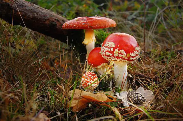 Amanita muscaria in different stages of fruiting