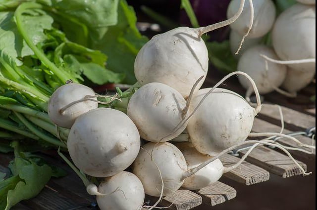 Turnips growing at 10,000 feet high elevation