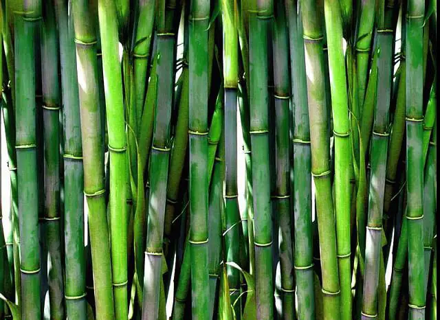 bamboo growing